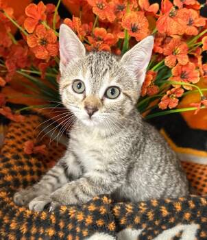 Domestic Short Hair Cats Available for Adoption in Stillwater, Oklahoma - 2/26/26 Lydia | PetCurious