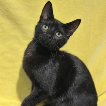 Pettigrew -  Domestic Short Hair Cat for Adoption in Matteson, Illinois - Pettigrew | PetCurious
