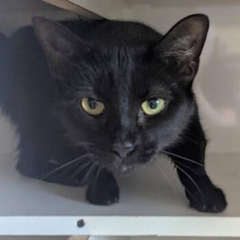 Domestic Short Hair Cats Available for Adoption in Shippenville, Pennsylvania - Black Pearl | PetCurious