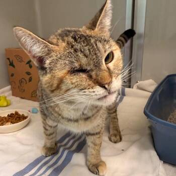 Lucy -  Domestic Short Hair Cat for Adoption in Saint Charles, Missouri - Lucy | PetCurious