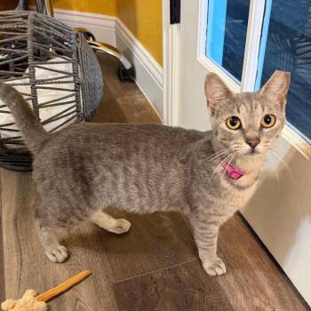 Annie -  Domestic Short Hair Cat for Adoption in Lewisville, Texas - Annie | PetCurious