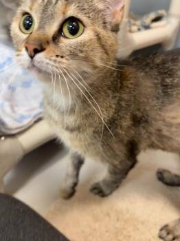 Butters -  Domestic Short Hair Cat for Adoption in Findlay, Ohio - Butters | PetCurious