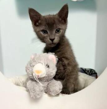 Logan Leschi -  Domestic Short Hair Cat for Adoption in Seattle, Washington - Logan Leschi | PetCurious