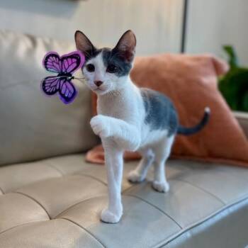 Chase Dash -  Tuxedo and Domestic Short Hair Cat for Adoption in Friendswood, Texas - Chase Dash | PetCurious