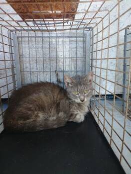 Domestic Long Hair Cats Available for Adoption - PETIT | PetCurious