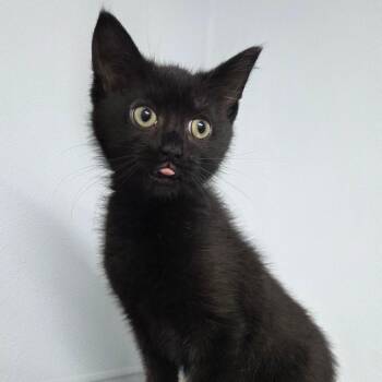 Rum Runner -  Domestic Short Hair Cat for Adoption in Pontiac, Illinois - Rum Runner | PetCurious