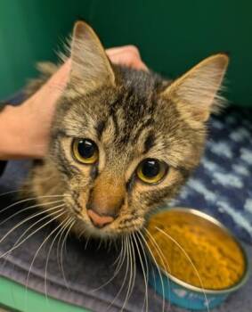 Cheerio -  Domestic Medium Hair Cat for Adoption in Bellingham, Washington - Cheerio | PetCurious