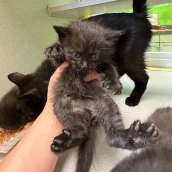 Croissant -  Domestic Short Hair and Extra Toes Cat Hemingway Polydactyl Cat for Adoption in Parkersburg, West Virginia - Croissant | PetCurious