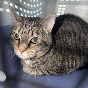 Domestic Short Hair Cats Available for Adoption in Clearwater, Florida - Selena | PetCurious