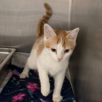 Munchkin -  Domestic Short Hair Cat for Adoption in Canton, Illinois - Munchkin | PetCurious