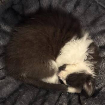 Cappuccino- -  Domestic Short Hair Cat for Adoption in Richmond, Virginia - Cappuccino- | PetCurious