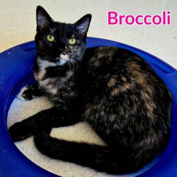 Broccoli -  Domestic Short Hair Cat for Adoption in North Saint Paul, Minnesota - Broccoli | PetCurious