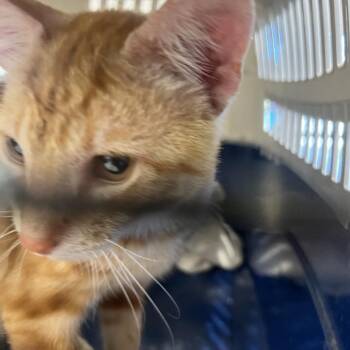 Domestic Short Hair Cats Available for Adoption - Valentine | PetCurious