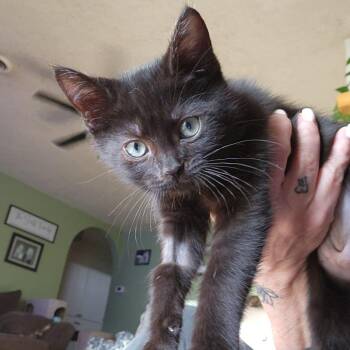 Domestic Short Hair Cats Available for Adoption in Talent, Oregon - Sage (pink) | PetCurious
