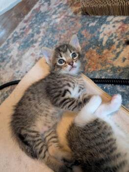 Puma -  Tabby Cat Available for Adoption in Chicago, Illinois - Puma | PetCurious