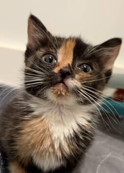 Domestic Short Hair Cats Available for Adoption in Sanford, North Carolina - Bella | PetCurious