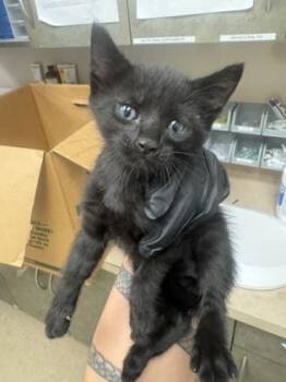 Domestic Short Hair Cats Available for Adoption in Farmers Branch, Texas - Pudge | PetCurious
