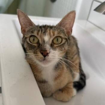 Maple (1 year) -  Domestic Short Hair Cat for Adoption in Los Angeles, California - Maple (1 Year) | PetCurious