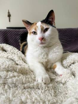 Rescue Domestic Short Hair Cats for Adoption in Mount Laurel Township, New Jersey - Gemma Crystal | PetCurious