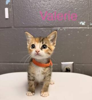 Valerie -  Domestic Short Hair Cat for Adoption in Fort Worth, Texas - Valerie | PetCurious