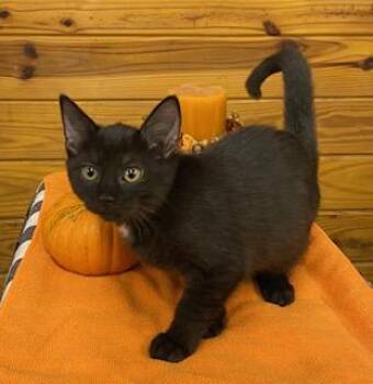 Rescue Domestic Short Hair Cats for Adoption in Southern Pines, North Carolina - Arugula - Gentle And Affectionate, This Girl Is The One For You! | PetCurious