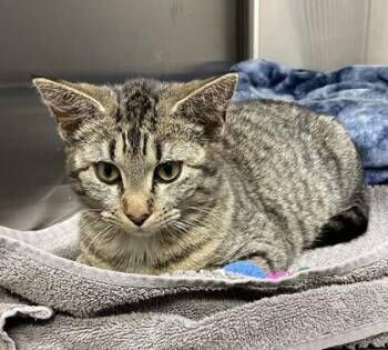 Domestic Short Hair Cats Available for Adoption - Pouty Opossum | PetCurious