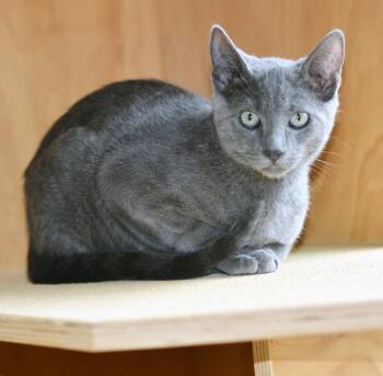 AL -  Domestic Short Hair Cat for Adoption in San Clemente, California - AL | PetCurious