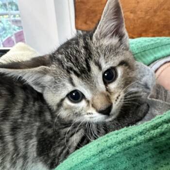 Susan Pevensie -  Domestic Short Hair Cat for Adoption in Chattanooga, Tennessee - Susan Pevensie | PetCurious