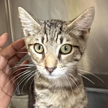 Yogi -  Domestic Short Hair Cat for Adoption in Starkville, Mississippi - Yogi | PetCurious