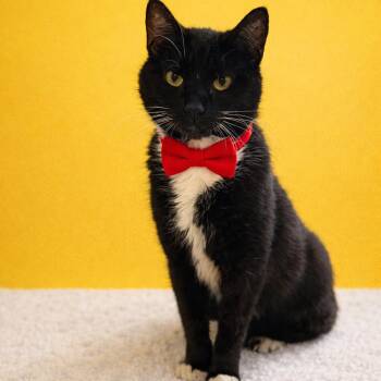 Domestic Short Hair Cats Available for Adoption in Binghamton, New York - Pottery | PetCurious