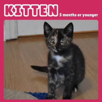 Fahrenheit -  Domestic Short Hair Cat for Adoption in Gainesville, Florida - Fahrenheit | PetCurious