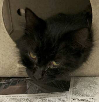 Rescue Domestic Medium Hair Cats for Adoption in Roanoke, Virginia - Truffles | PetCurious