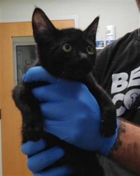 E.L. FUDGE -  Domestic Short Hair Cat for Adoption in Albuquerque, New Mexico - E.L. FUDGE | PetCurious