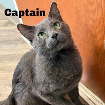 Captain 250784 -  Domestic Short Hair Cat Available for Adoption in Gladstone, Michigan - Captain 250784 | PetCurious