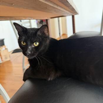 Dinghy -  Domestic Short Hair Cat for Adoption in Chicago, Illinois - Dinghy | PetCurious
