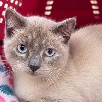 Dreamy 1501Vandiver213- 02 -  Siamese Cat for Adoption in Columbia, Missouri - Dreamy 1501Vandiver213- 02 | PetCurious