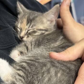 Domestic Short Hair Cats Available for Adoption in Chesapeake, Virginia - Dr. Santos (Grey) | PetCurious
