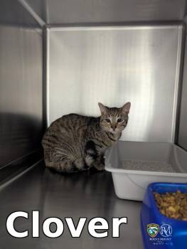 Clover -  Domestic Short Hair Cat for Adoption in Rocky Mount, North Carolina - Clover | PetCurious