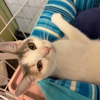 Rescue Domestic Short Hair Cats for Adoption in Dayton, Ohio - Tiger | PetCurious