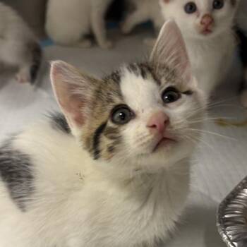 Maroon -  Domestic Short Hair Cat for Adoption in Salt Lake City, Utah - Maroon | PetCurious