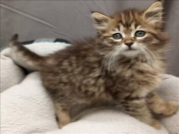 Domestic Long Hair Cats Available for Adoption in Grovetown, Georgia - A121340 | PetCurious