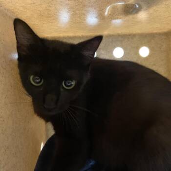 Domestic Short Hair Cats Available for Adoption in Pasadena, California - Rose | PetCurious