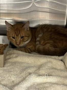 59533569 -  Domestic Short Hair Cat for Adoption in El Paso, Texas - 59533569 | PetCurious