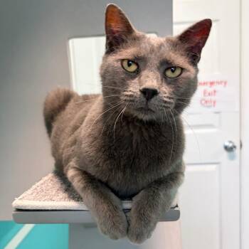 Domestic Short Hair Cats Available for Adoption in Magnolia, Texas - Gracie | PetCurious