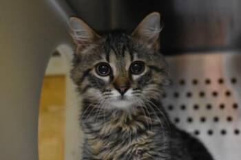 Toast -  Domestic Medium Hair and Domestic Short Hair Cat for Adoption in Kansas City, Missouri - Toast | PetCurious