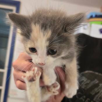 Kiwi -  Domestic Long Hair Cat for Adoption in Hanna City, Illinois - Kiwi | PetCurious