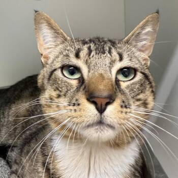 Diego -  Domestic Short Hair Cat for Adoption in Branford, Connecticut - Diego | PetCurious