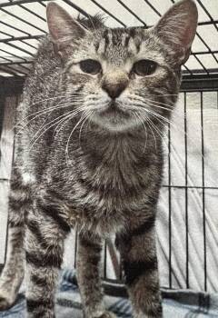 Domestic Short Hair Cats Available for Adoption in New Windsor, New York - Frodo | PetCurious