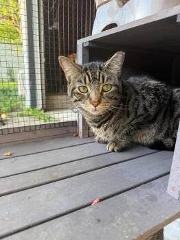 Shenandoah -  Domestic Short Hair Cat for Adoption in Cleveland, Ohio - Shenandoah | PetCurious