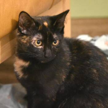 Kiki -  Domestic Short Hair Cat for Adoption in Fort Worth, Texas - Kiki | PetCurious